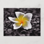 Carte Postale Plumeria Frangipani Hawaii (Devant)