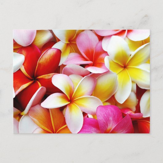 Carte Postale Plumeria Frangipani Hawaii Fleur Customisée (Devant)