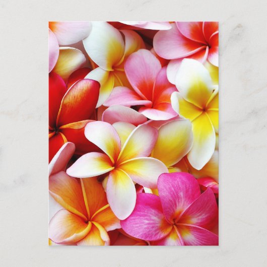 Carte Postale Plumeria Frangipani Hawaii Fleur Customisée (Devant)