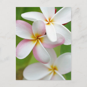 Carte Postale Plumeria Frangipani Hawaii Fleur Customisée Blank