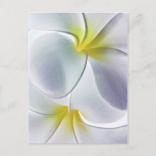 Carte Postale Plumeria Frangipani Hawaii Fleur Customisée Blank
