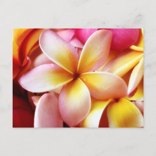 Carte Postale Plumeria Frangipani Hawaii Flower Customized Blank