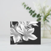 Carte Postale Plumeria noire et blanche (Debout devant)