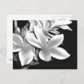 Carte Postale Plumeria noire et blanche (Devant / Derrière)