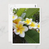 Carte Postale Plumeria parfaite (Devant / Derrière)