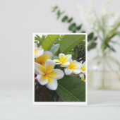 Carte Postale Plumeria parfaite (Debout devant)