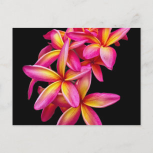 Carte Postale Plumeria rose assez photo florale