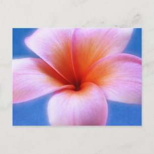 Carte Postale Plumeria rose et bleu Frangipani Hawaii Flower