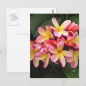 Carte Postale Plumeria rose et jaune Fleurs tropicales (Devant / Derrière)