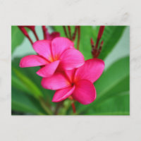 Plumeria rose Frangipani Fleur hawaïenne