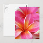 Carte Postale Plumeria rose Frangipani Hawaii Fleur Hawaii Hawai (Devant / Derrière)