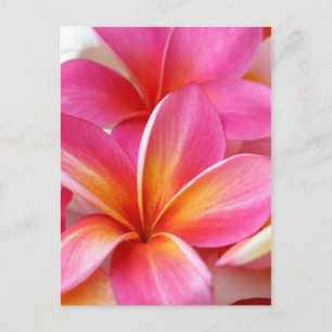 Carte Postale Plumeria rose Frangipani Hawaii Flower Hawaii