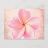 Plumeria rose violet Arrière - plan rose