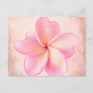 Carte Postale Plumeria rose violet Arrière - plan rose
