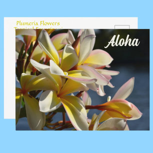 Carte Postale Plumeria Tropical Frangipani Fleurs Florales Aloha