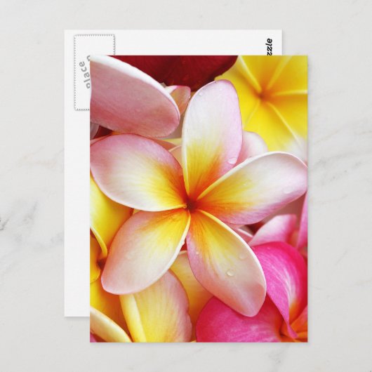 Carte Postale Plumeria violette rose Frangipani Fleurs (Devant / Derrière)