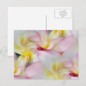 Carte postale Plumeria Watercolor (Devant / Derrière)