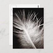 Carte Postale Plumes (Devant / Derrière)