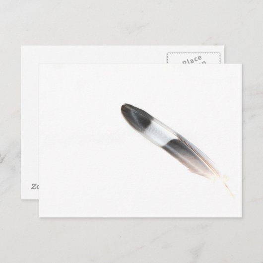 Carte Postale Plumes (Devant / Derrière)