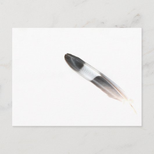 Carte Postale Plumes (Devant)