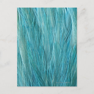 Carte Postale Plumes bleues