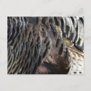 Carte Postale Plumes de Dindon Sauvage I Design Abstrait de la N