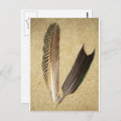 Carte Postale Plumes de faucon (Devant / Derrière)