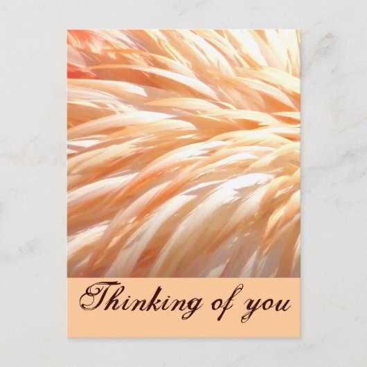 Carte Postale Plumes de Flamant rose_ (Devant)
