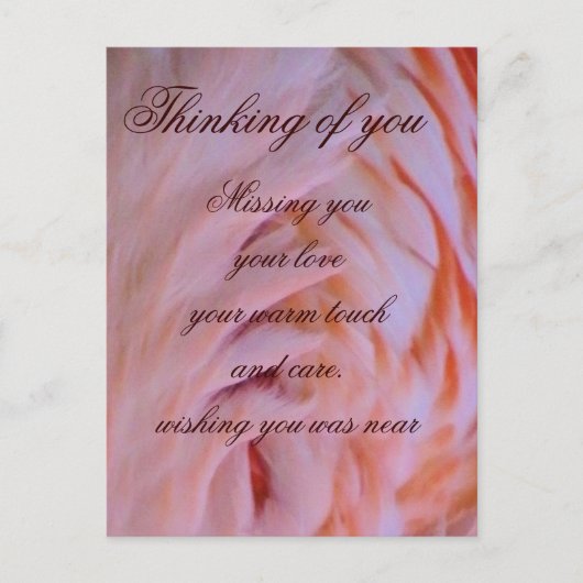 Carte Postale Plumes de Flamant rose_ (Devant)