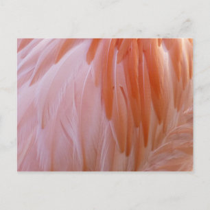 Carte Postale Plumes de Flamant rose dans les tons roses