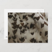 Carte postale Plumes de hibou neigeux (Devant / Derrière)