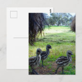 Carte Postale "Plumes de l'avenir : trois bébés pousses Emu" (Devant / Derrière)