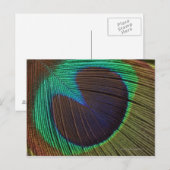 Carte Postale Plumes de paon (Devant / Derrière)