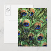 Carte Postale Plumes de paon (Devant / Derrière)