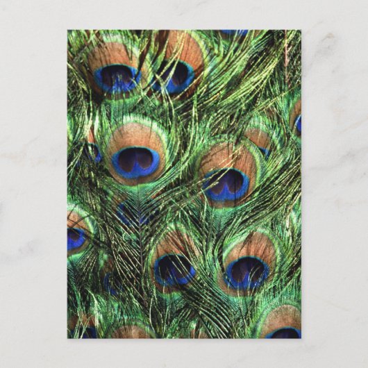 Carte Postale Plumes de paon (Devant)