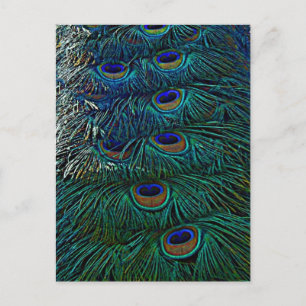 Carte Postale Plumes de paon