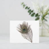 Carte Postale Plumes de paon (Debout devant)