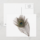 Carte Postale Plumes de paon (Devant / Derrière)