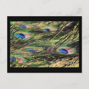 Carte postale plumes de paon