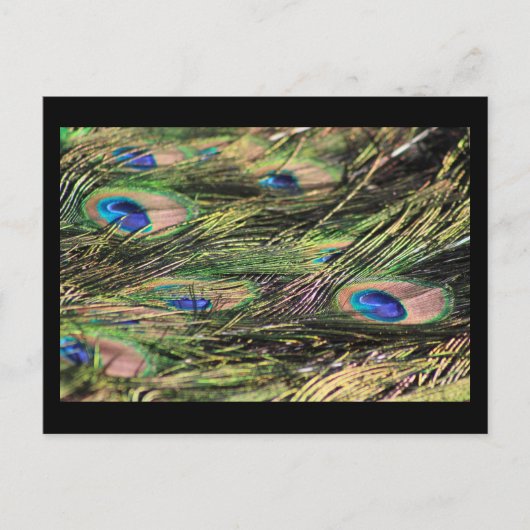 Carte postale plumes de paon (Devant)