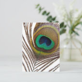 Carte Postale Plumes de paon (Debout devant)