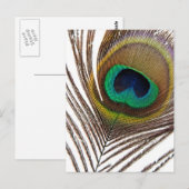 Carte Postale Plumes de paon (Devant / Derrière)