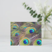 Carte Postale Plumes de paon (Debout devant)