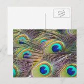 Carte Postale Plumes de paon (Devant / Derrière)