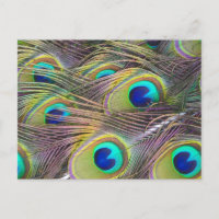 Plumes de paon