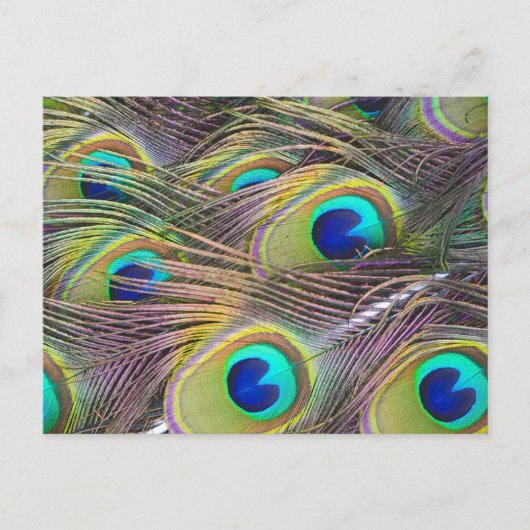 Carte Postale Plumes de paon (Devant)