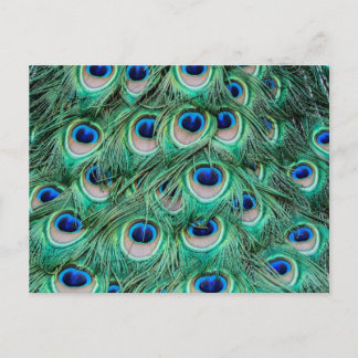 Carte Postale Plumes de paon