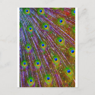 Carte Postale Plumes de paon