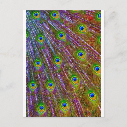 Carte Postale Plumes de paon (Devant)