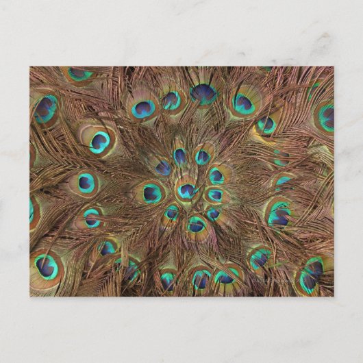 Carte Postale Plumes de paon (Devant)